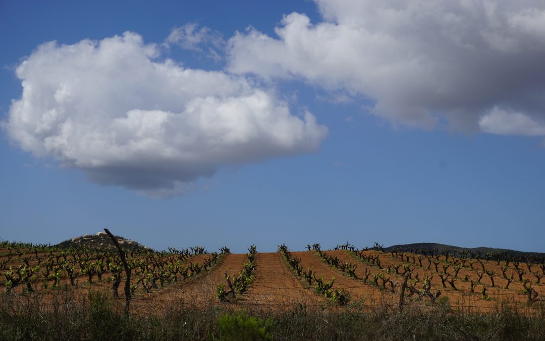 El A, B, C para visitar el Valle de Guadalupe, Baja California